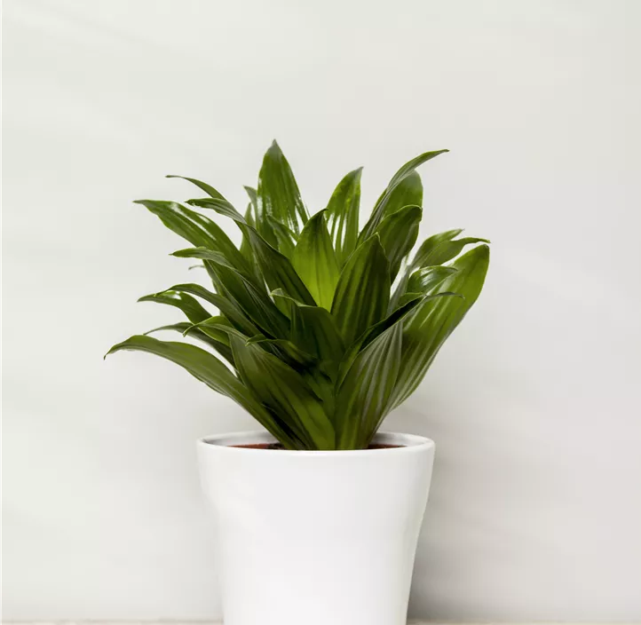 Dracaena