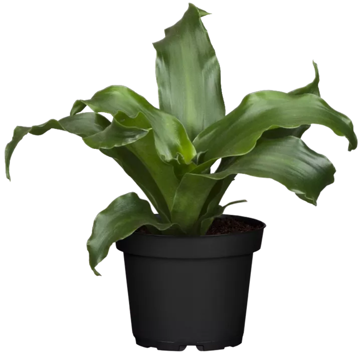 Dracaena