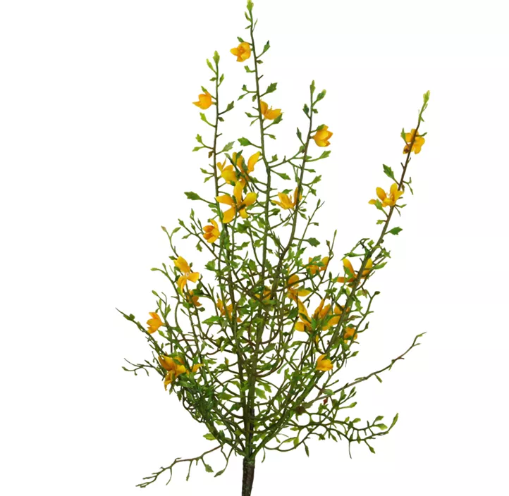 Ginsterbusch