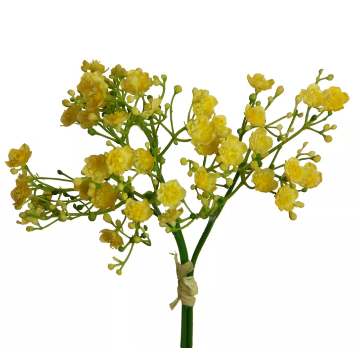 Gypso Bündchen