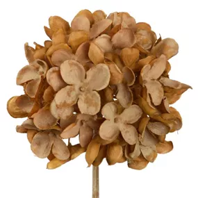 Hortensie Dry