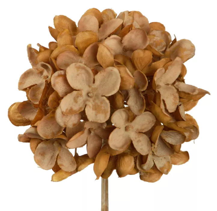 Hortensie Dry