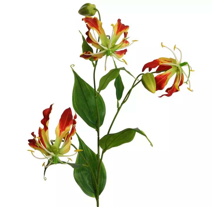 Lilie Gloriosa x3