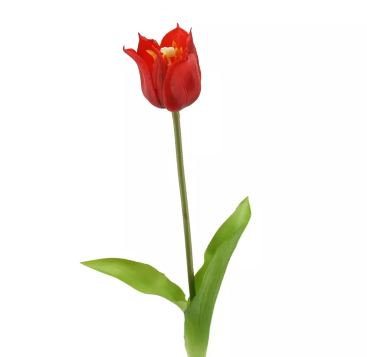 Kronentulpe