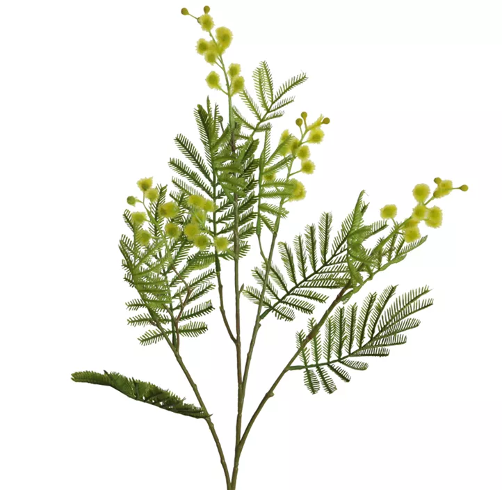 Mimose