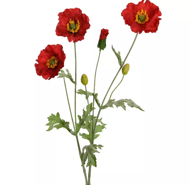 Mohn
