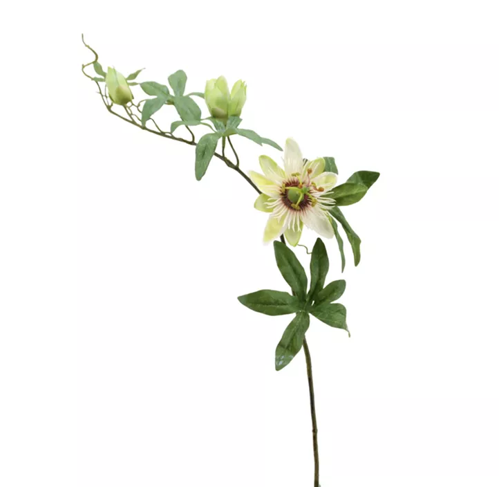 Passionsblume