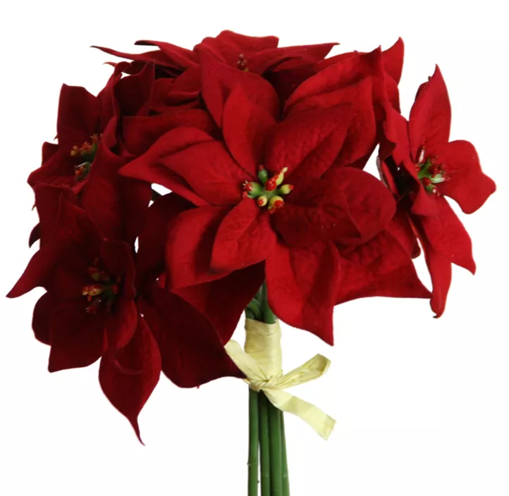 Poinsettia Bund