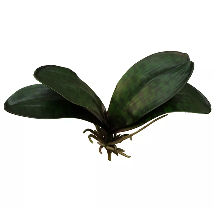 Phalaenopsis Blätter