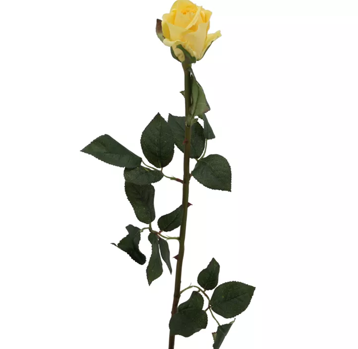 Rosenknospe halboffen