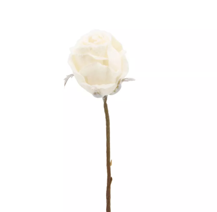 Rose einfach mit Schnee