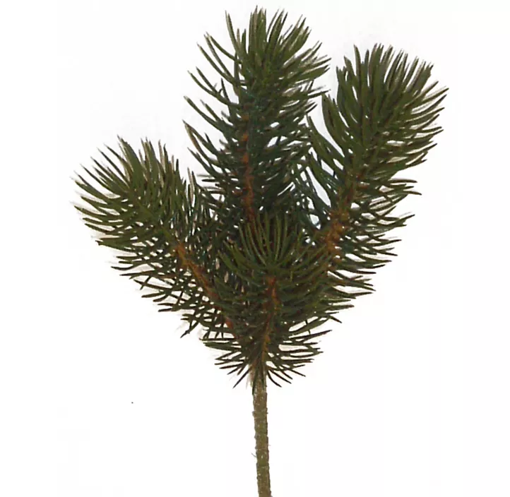 Tannenpick x4 23cm