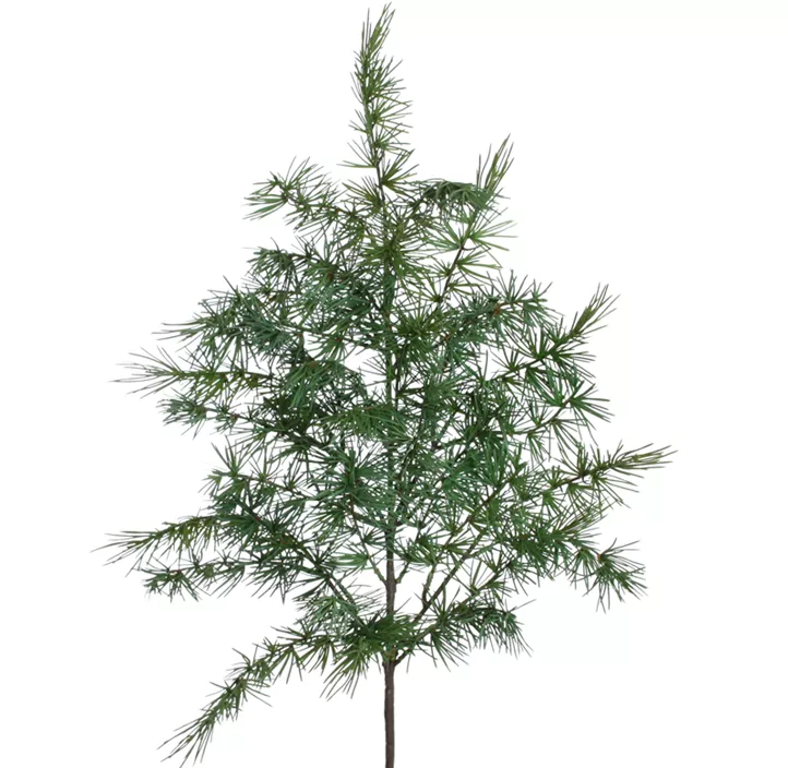 Zedernast