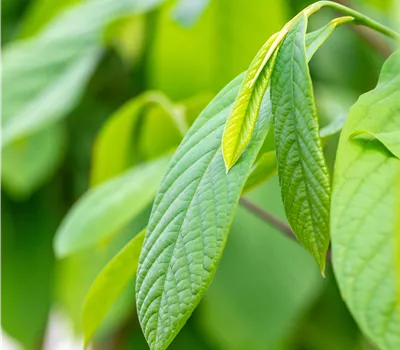 Asimina triloba Fruchtsorten
