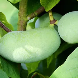 Asimina triloba Shenandoah Peterson Pawpaws