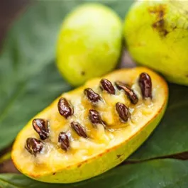 Asimina triloba Tropical Treat