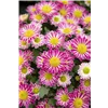 bellaflora Gartencenter GmbH