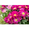 bellaflora Gartencenter GmbH
