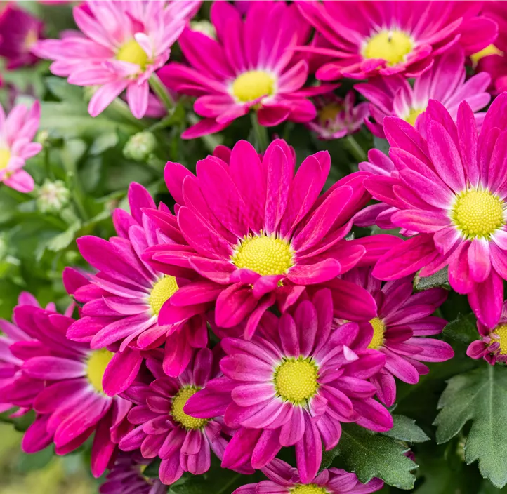 Topfchrysantheme 'Swifty'
