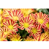 bellaflora Gartencenter GmbH