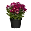 bellaflora Gartencenter GmbH