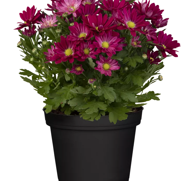 Topfchrysantheme 'Swifty'