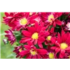 bellaflora Gartencenter GmbH