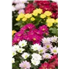 bellaflora Gartencenter GmbH