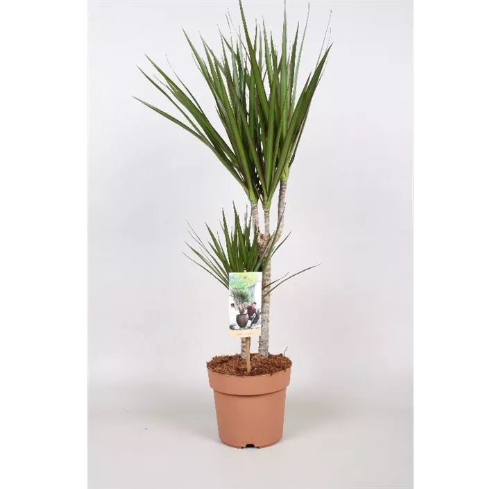Dracaena