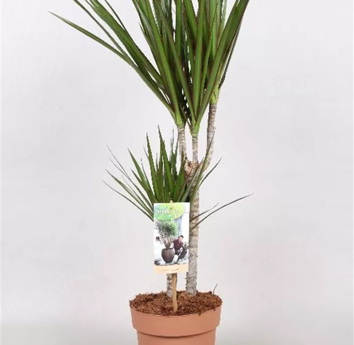 Dracaena