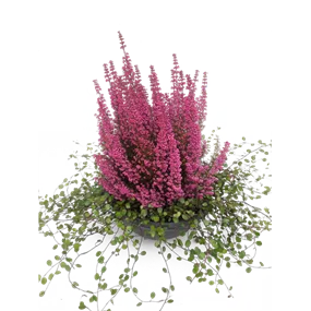 Glockenheide 'Beauty Queens'®