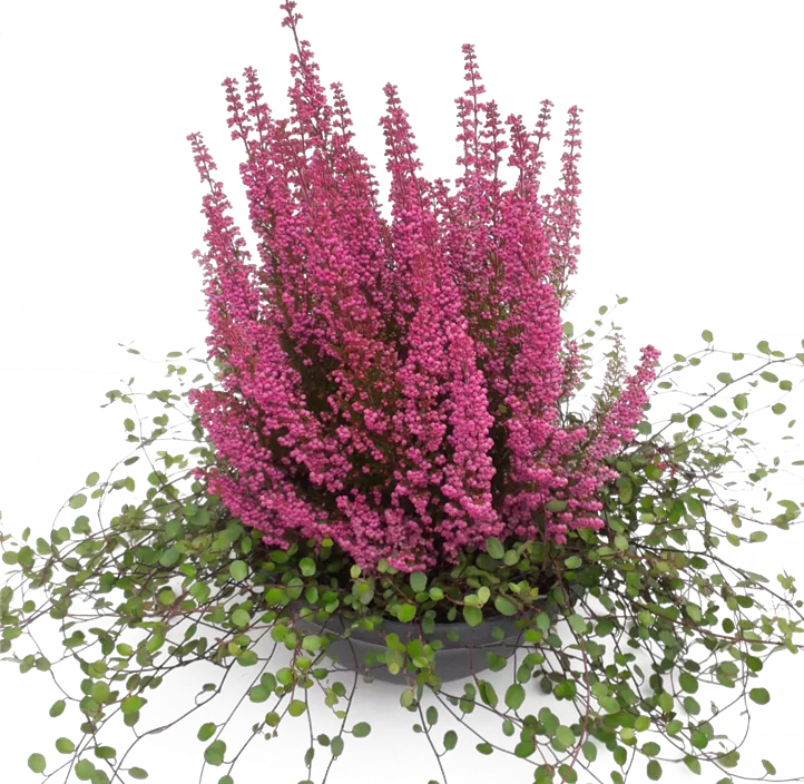 Glockenheide 'Beauty Queens'®