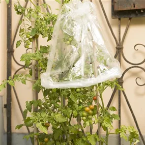 Tomaten Folienschlauch