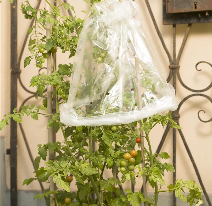 Tomaten Folienschlauch