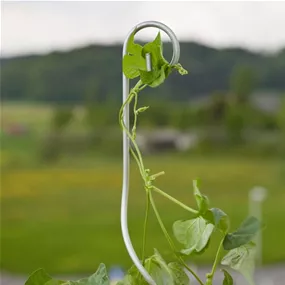 Tomatenspiralstab mit Haken Tomatenspiralstab mit Haken