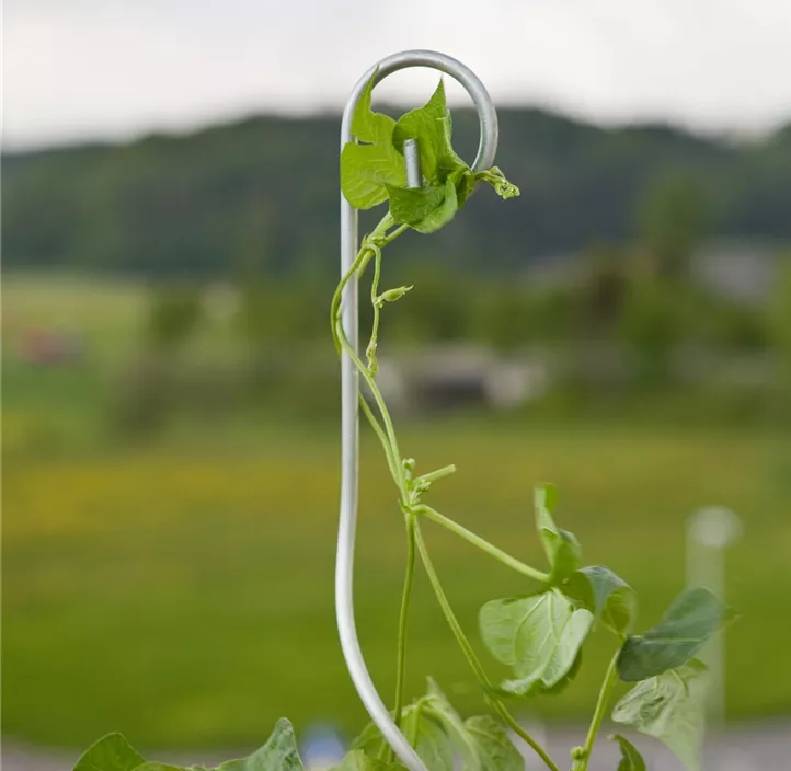 Tomatenspiralstab mit Haken Tomatenspiralstab mit Haken