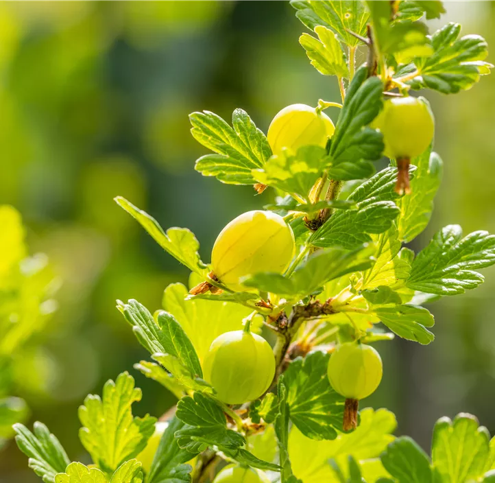 Stachelbeere 'Hinnonmäki' Stachelbeere 'Hinnonmäki'