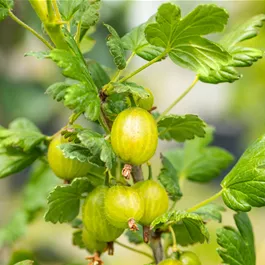 Ribes uva-crispa Hinnonmäki Green, 5 Liter Topf
