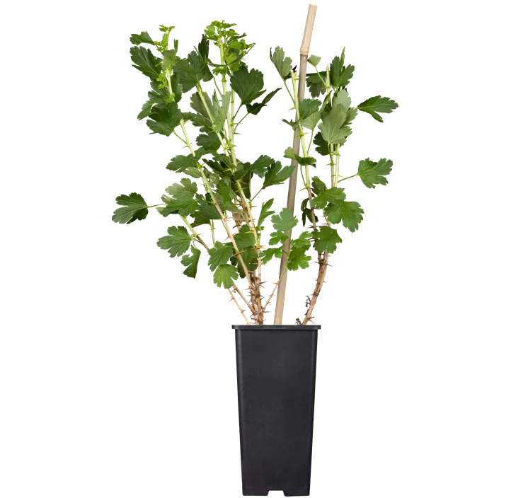 Stachelbeere 'Hinnonmäki'