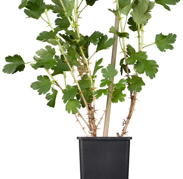 Stachelbeere 'Hinnonmäki' Stachelbeere 'Hinnonmäki'