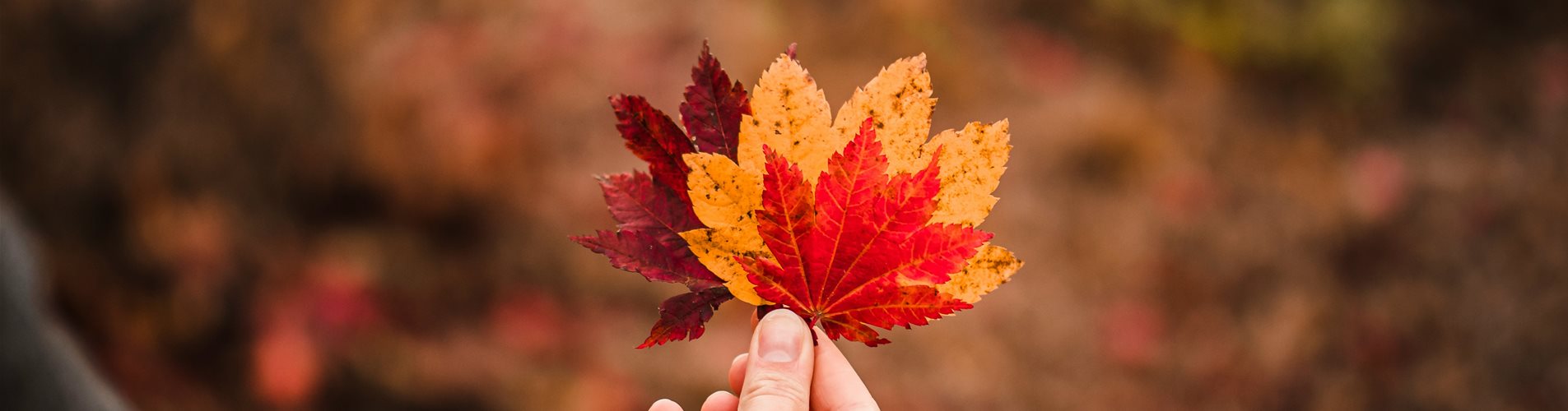 herbstblätter-hand-blog-kw38