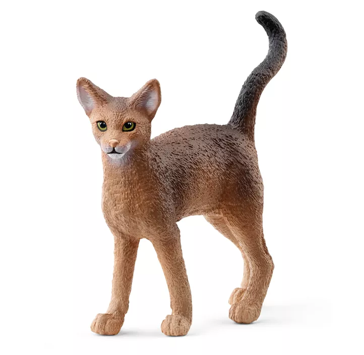 Abessinierkatze