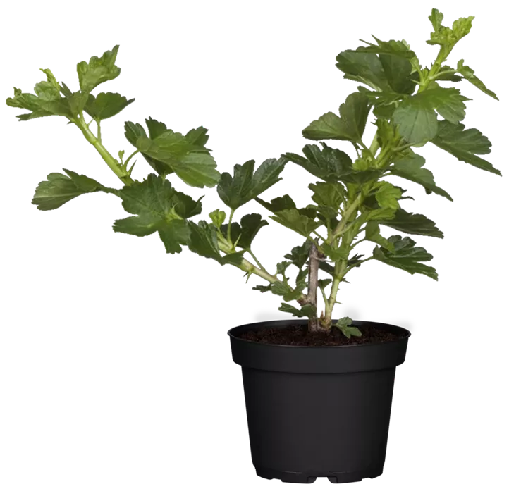 Stachelbeere 'Hinnonmäki'
