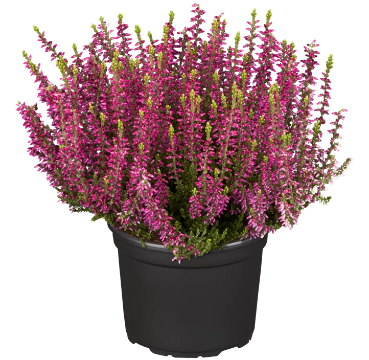 Winterharte Knospenheide Gardengirls® 