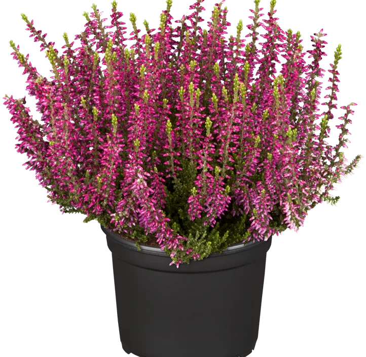 Winterharte Knospenheide Gardengirls® 