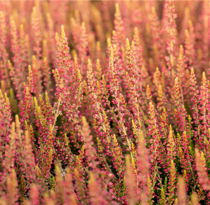 Winterharte Knospenheide Gardengirls® 