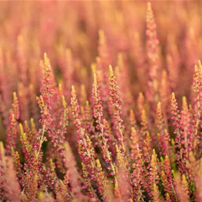 Calluna vulgaris Garden Girls 6er Pack