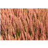 bellaflora Gartencenter GmbH