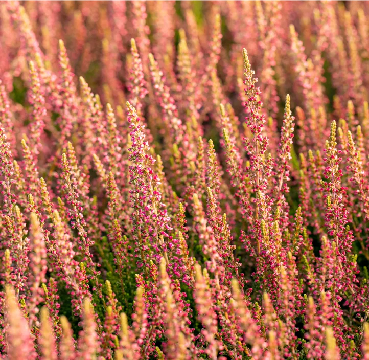 Winterharte Knospenheide Gardengirls® 