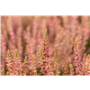 bellaflora Gartencenter GmbH